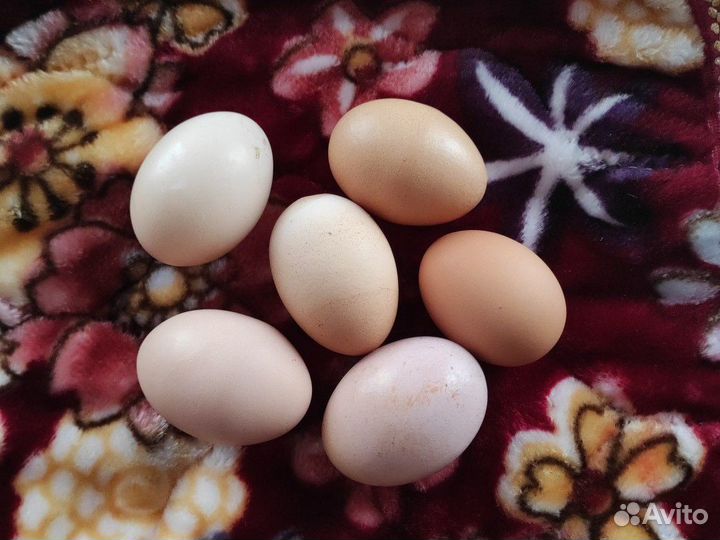 Яйцо домашнее