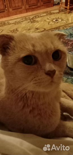 Кот британский вислоухий