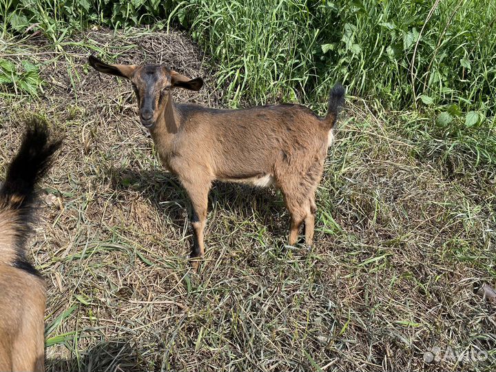 Нубийский козел