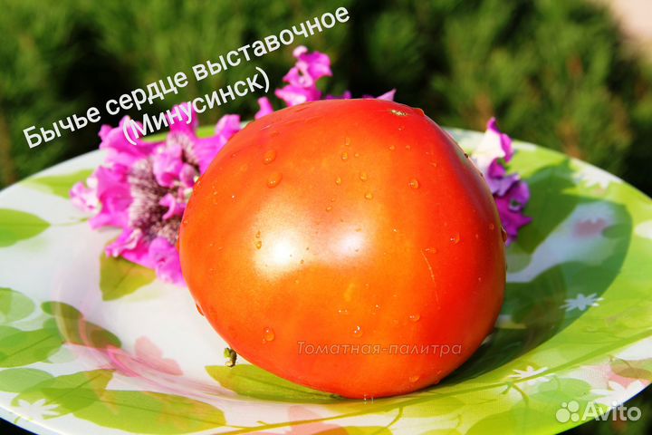 Семена коллекционных томатов