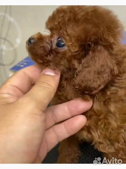 Тедди Тикап Ред Браун