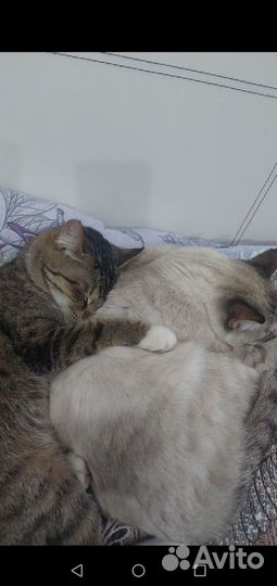 Кошечки стерилизованные