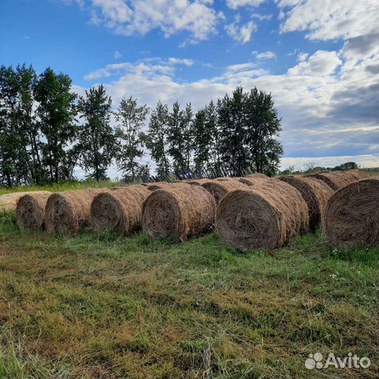 Сено в рулонах