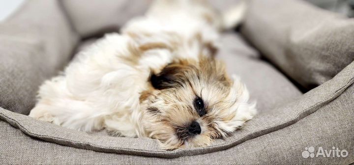 Передержка собак, зооняня