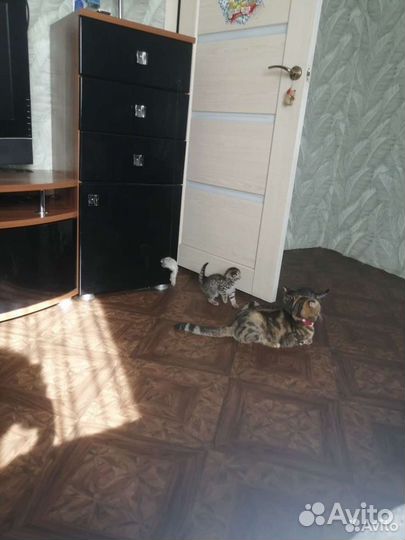 Кошки шотландцы