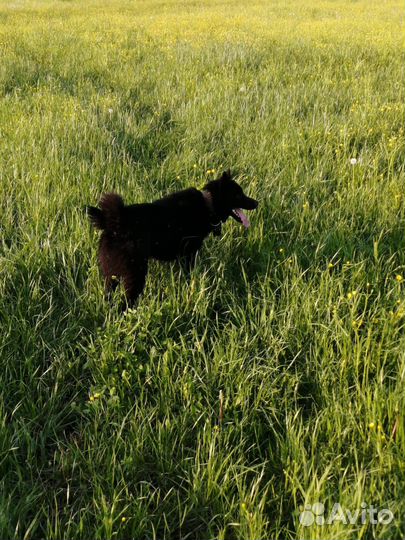 Охотничьи собаки рабочие