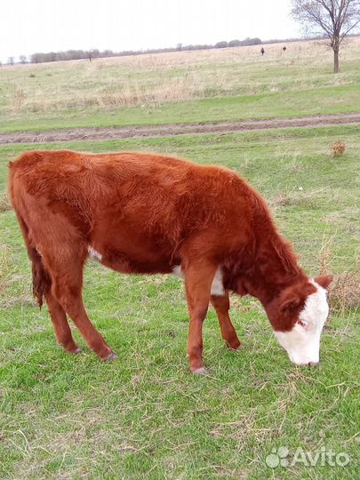 Телочка 9 месяцев