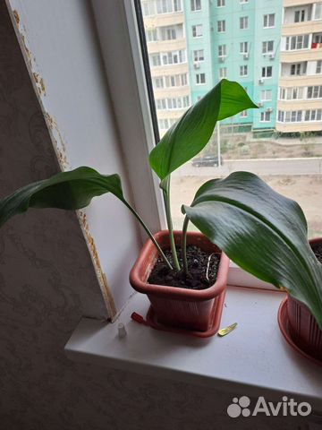 Эухариус