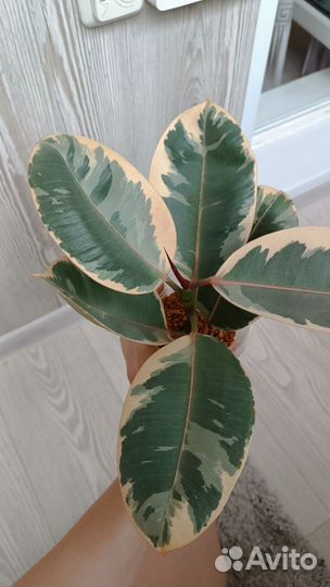 Фикус белиз