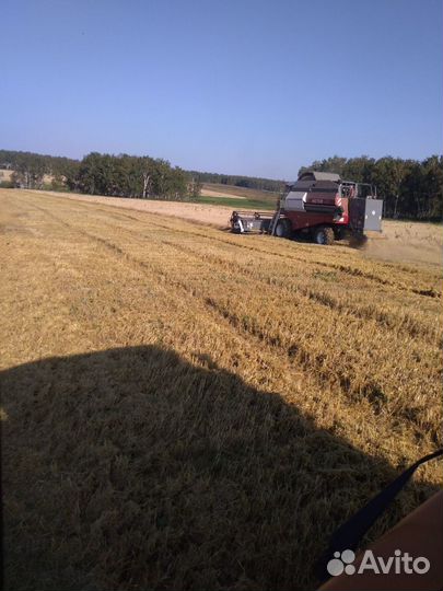 Продам пшеницу ячмень овес оптом