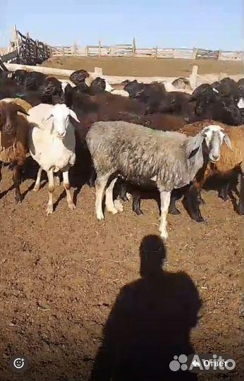 Матки Переярки