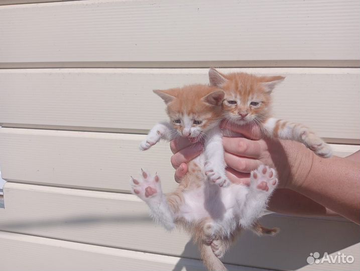 Котята