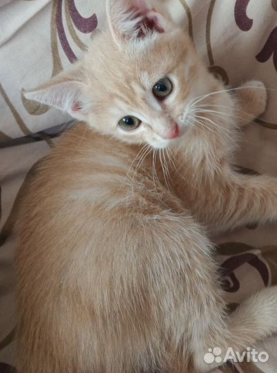 Отдадим в ответственные руки кошечку и котика