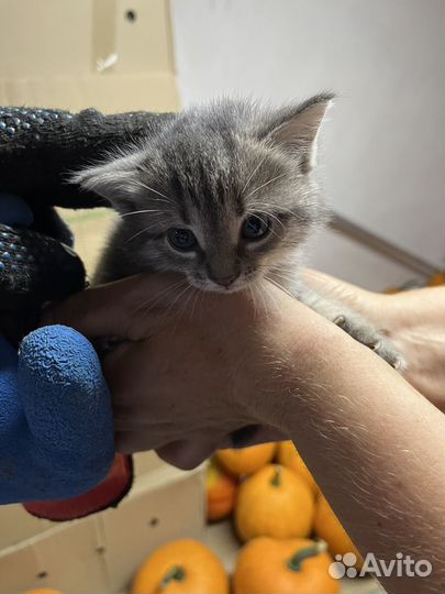 Котенок девочка