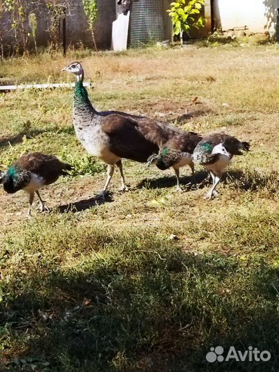 Фазаны, павлины