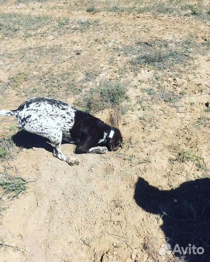 Курцхаар вязка