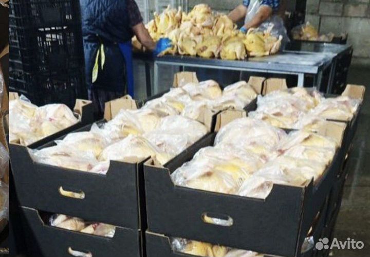 Куры халяль / куры на мясо