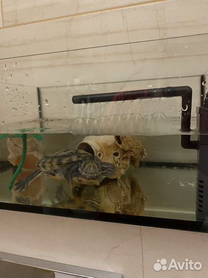 Черепаха аквариум