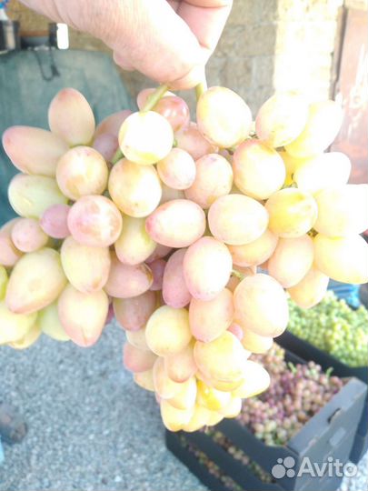 Виноград высший сорт