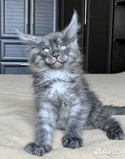 Котята мейн-кун