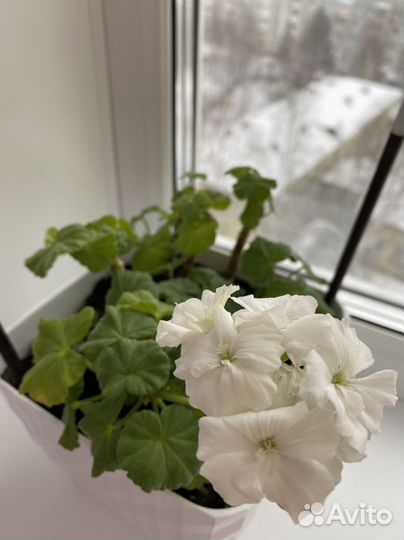 Пеларгония герань