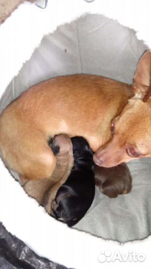 Той-терьер вязка