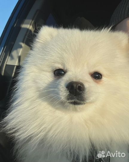 Шпиц. Вязка