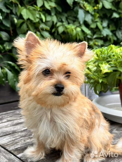 Голддаст йорк