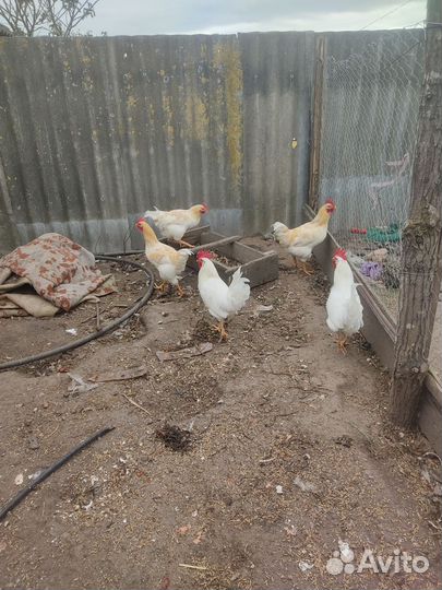 Молодые петухи