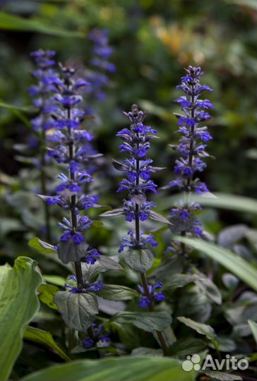 Живучка ползучая бордовая