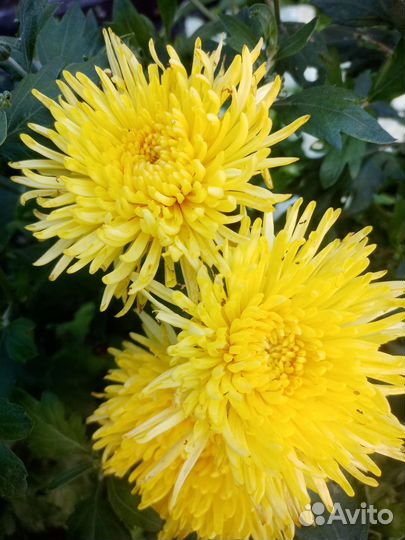 Хризантемы