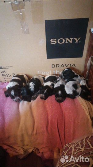 Русский спаниель