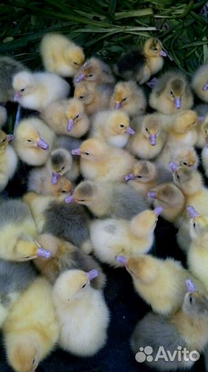 Гусята,Утята, Индоутка, Цыплята