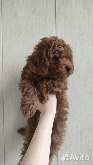 Той-пудель мальчик