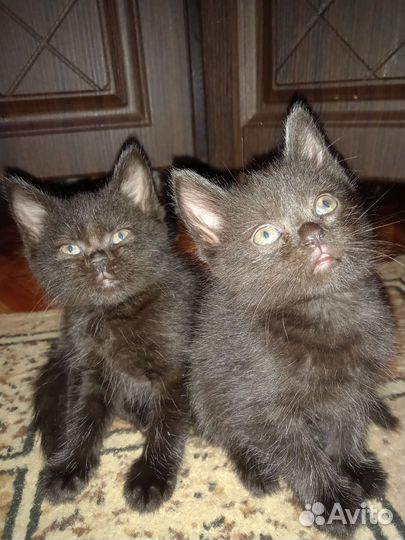 Шотландские котята бесплатно