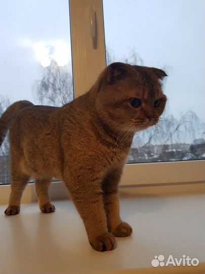 Шотландский кот на вязку