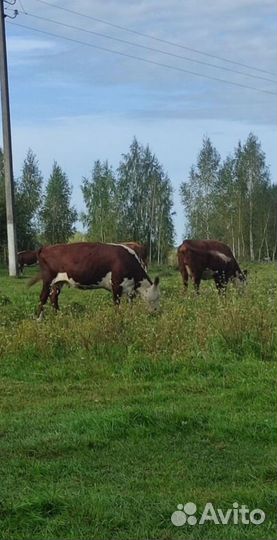 Животноводческая ферма продаю