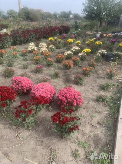 Хризантема Мультифлора