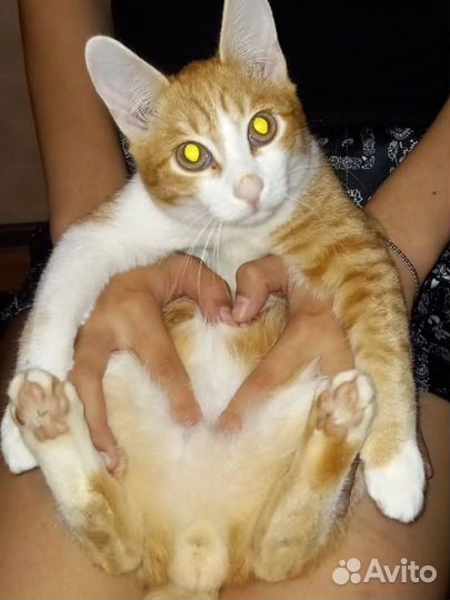 Необычный котенок