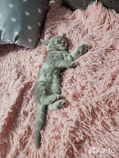 Шотландский котёнок