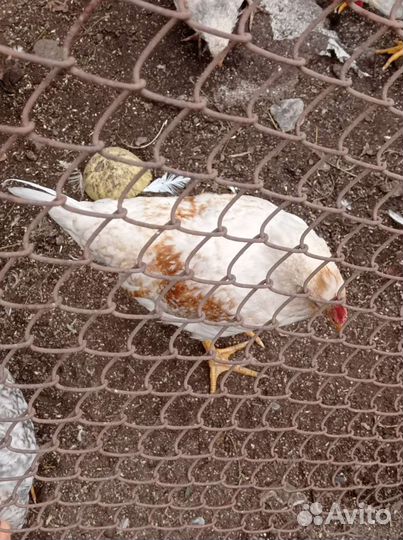 Молодые петушки