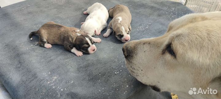 Армянский волкодав