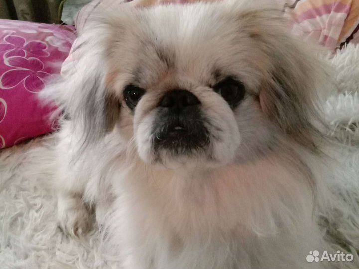 Императорский пекинес