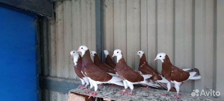 Голуби