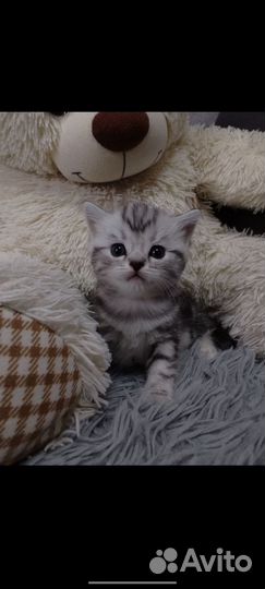 Шотландская прямоухая котята