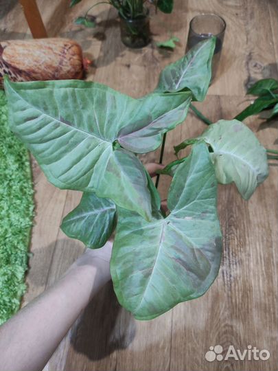 Черенки сингониумов разные