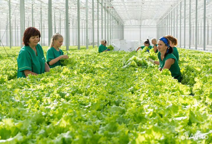 Работница в теплицу