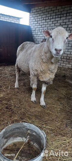 Баран тексель