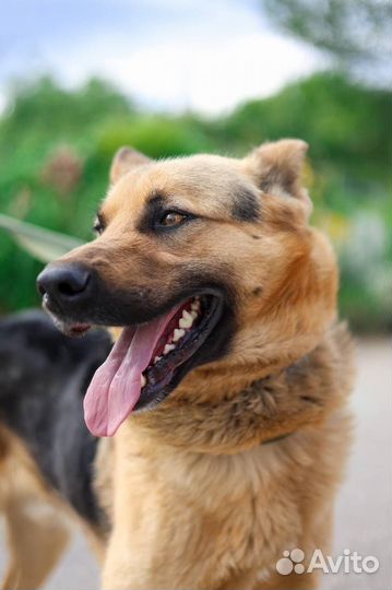 Овчарка в добрые руки