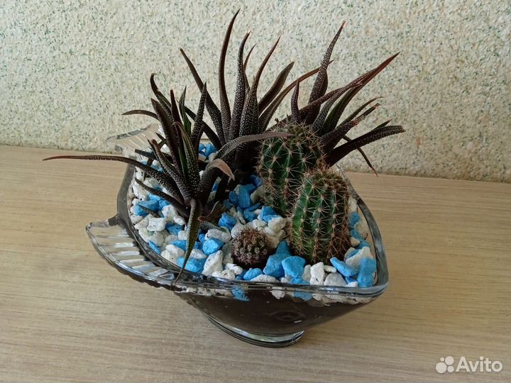 Композиция из кактусов и суккулентов